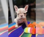 Small #2 Faux Frenchbo Bulldog