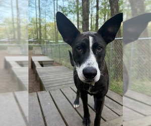 Alberta - Female Mutt Dog for Adoption - Photo #13
