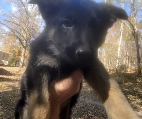 Medium Photo #3 German Shepherd Dog Puppy For Sale in GADSDEN, AL, USA