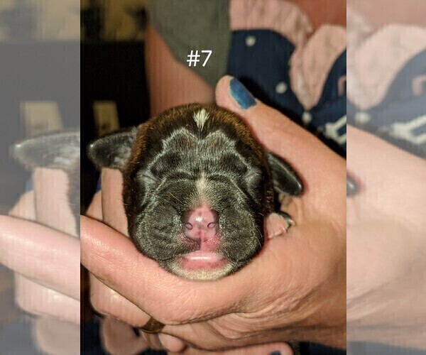 Medium Photo #1 Boxer Puppy For Sale in LELAND, NC, USA