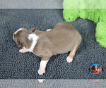 Small Photo #8 Miniature Australian Shepherd Puppy For Sale in GRANBURY, TX, USA