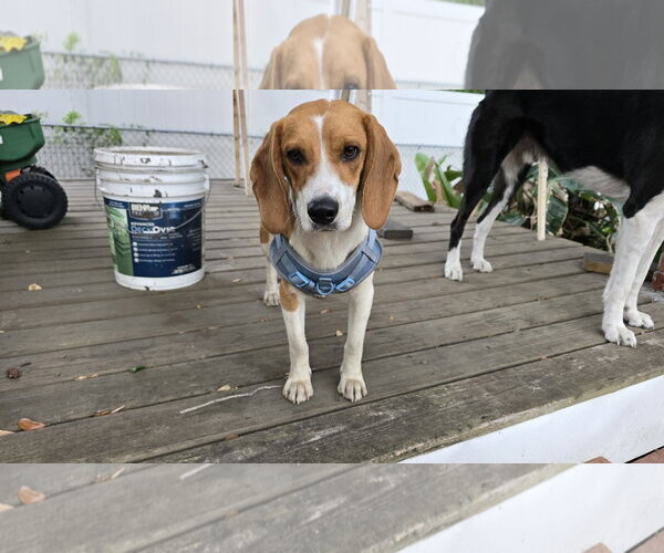 Medium Photo #1 Beagle Puppy For Sale in Tampa, FL, USA