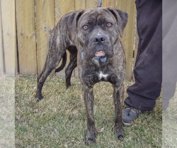 Medium Photo #8 Mastador Puppy For Sale in Huntley, IL, USA