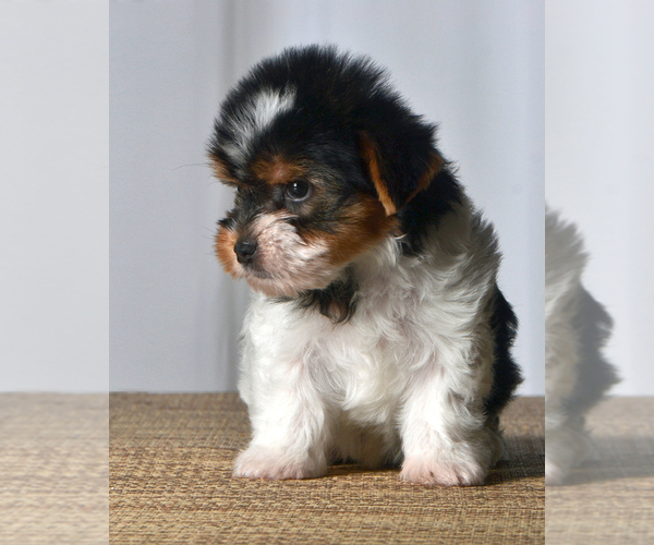 Medium Photo #3 Yorkshire Terrier Puppy For Sale in ALLEN, TX, USA