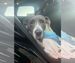 Small #6 American Pit Bull Terrier