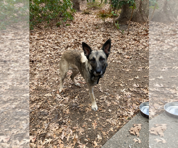 Medium Photo #5 German Shepherd Dog Puppy For Sale in Holly Springs, NC, USA