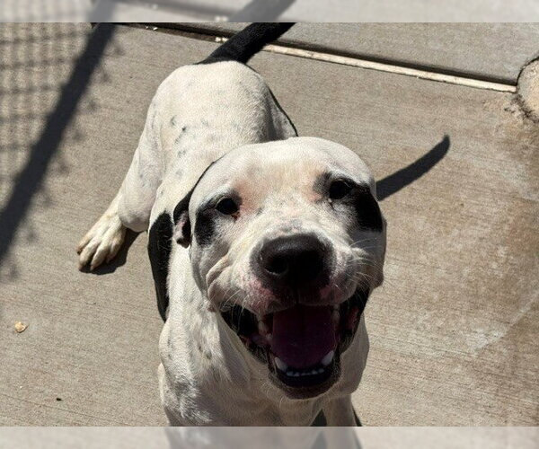 Medium Photo #1 Mutt Puppy For Sale in Tulsa, OK, USA