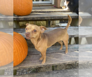 Chiweenie Dogs for adoption in Cranston, RI, USA
