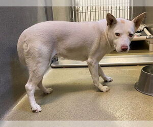 Australian Kelpie-Unknown Mix Dogs for adoption in Rancho Cucamonga, CA, USA
