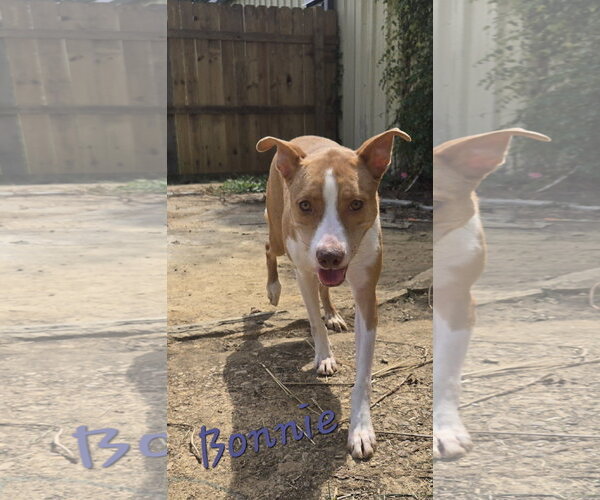 Medium Photo #2 Black Mouth Cur-Labrador Retriever Mix Puppy For Sale in Jackson, MS, USA