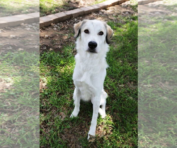 Medium Photo #12 Great Pyrenees-Unknown Mix Puppy For Sale in Dallas, TX, USA