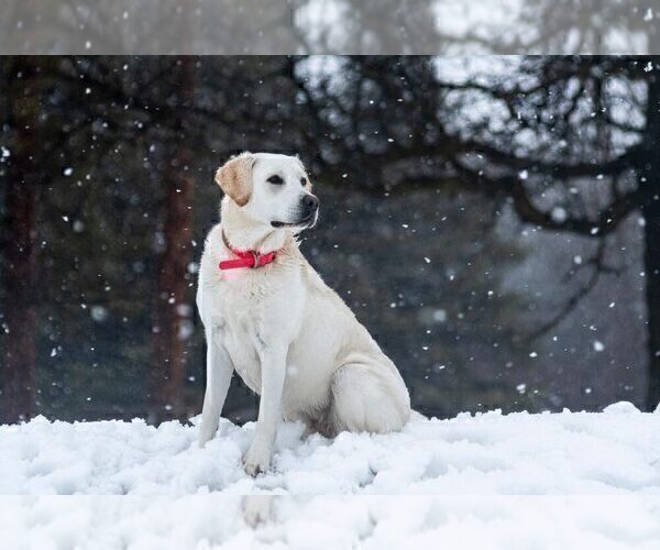 Medium Photo #1 Labrador Retriever Puppy For Sale in ROOSEVELT, MN, USA
