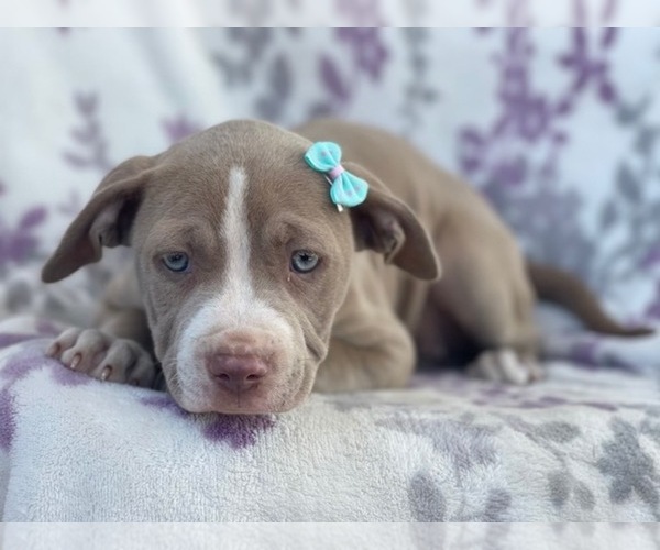 Medium Photo #12 American Bully Puppy For Sale in LAKELAND, FL, USA