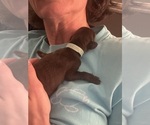 Small #5 Doberman Pinscher