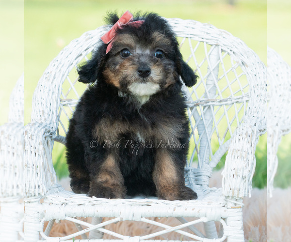 Medium Photo #6 Poodle (Miniature) Puppy For Sale in WARSAW, IN, USA