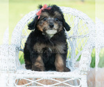 Small Photo #29 Poodle (Miniature) Puppy For Sale in WARSAW, IN, USA