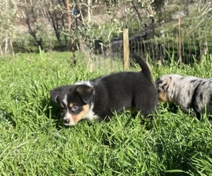 Medium Aussie-Corgi