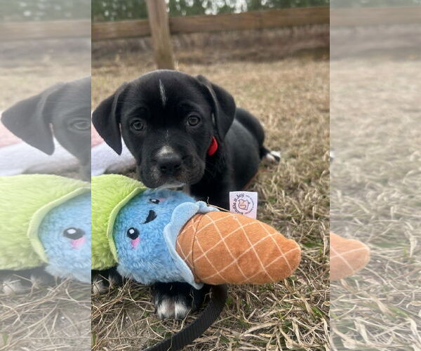 Medium Photo #3 Mutt Puppy For Sale in Tarrytown, GA, USA