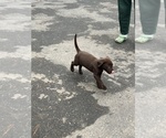 Small #8 Labrador Retriever