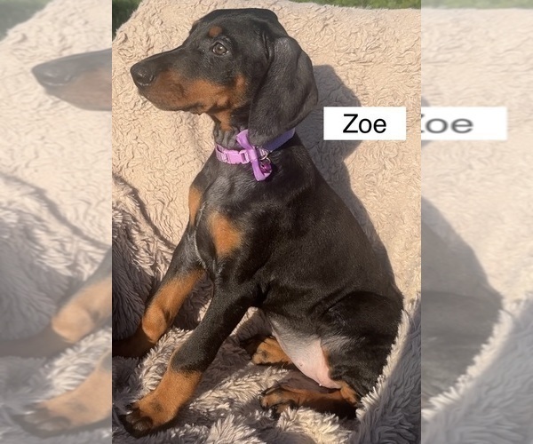 Medium Photo #3 Doberman Pinscher Puppy For Sale in POMEROY, OH, USA