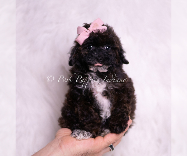 Medium Photo #2 Poodle (Toy) Puppy For Sale in WARSAW, IN, USA