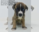 Small #3 Boxer Mix