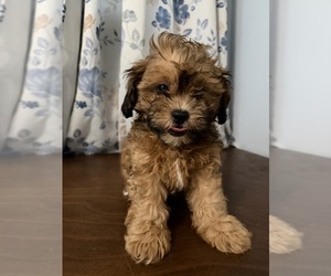 Shih-Poo Puppy for sale in DURHAM, CT, USA