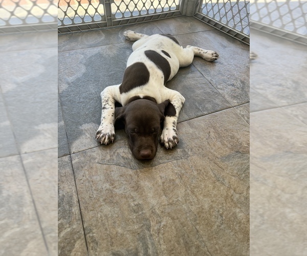 Medium Photo #5 German Shorthaired Pointer Puppy For Sale in UPLAND, CA, USA