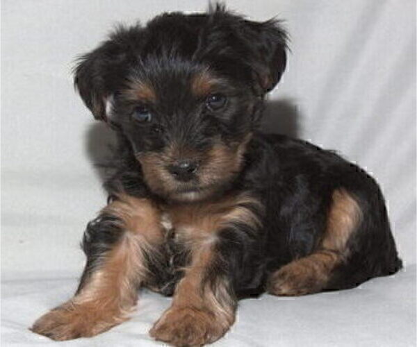 Medium Photo #6 Yorkshire Terrier Puppy For Sale in NORTHGLENN, CO, USA