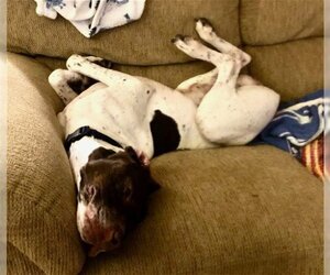 German Shorthaired Pointer Dogs for adoption in Menlo Park, CA, USA