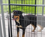 Small #1 German Shepherd Dog