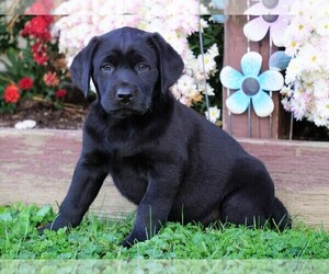 Labrador Retriever Puppy for sale in FREDERICKSBG, OH, USA