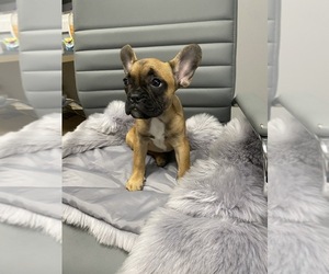 French Bulldog Puppy for sale in CHICAGO, IL, USA