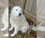 Small #2 Great Pyrenees