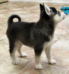 Small Photo #6 Alaskan Klee Kai Puppy For Sale in SEBRING, FL, USA