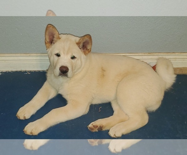 Medium Photo #1 Akita Puppy For Sale in COQUILLE, OR, USA
