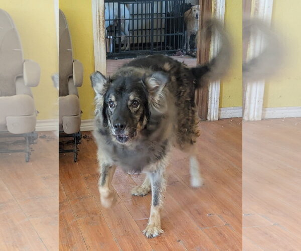 Medium Photo #3 German Shepherd Dog-Unknown Mix Puppy For Sale in Orange Grove, TX, USA