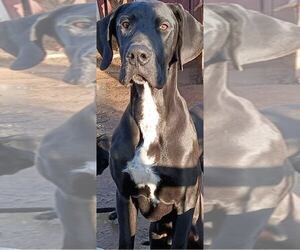 Great Dane Puppy for sale in BAKERSFIELD, CA, USA