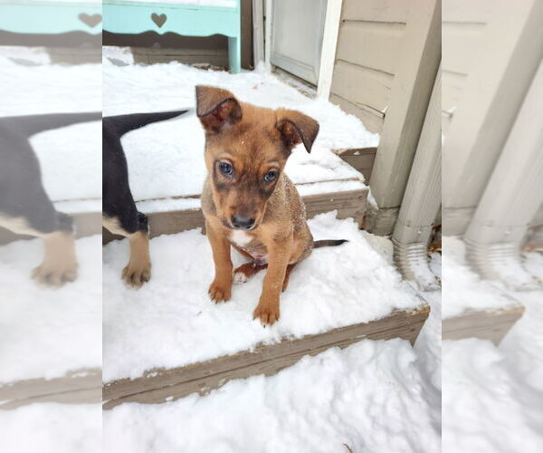 Medium Photo #4 German Shepherd Dog Puppy For Sale in Minneapolis, MN, USA