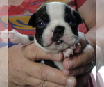 Puppy 1 Boston Terrier