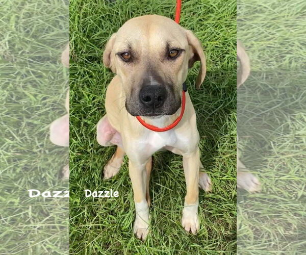 Medium Photo #9 Mutt Puppy For Sale in Ridgefield, CT, USA