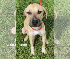 Dazzle - Female Mutt Dog for Adoption - Photo #9