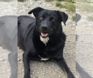 Handsome - Male Mutt Dog for Adoption - Photo #4