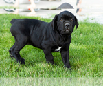 Puppy Maple Cane Corso