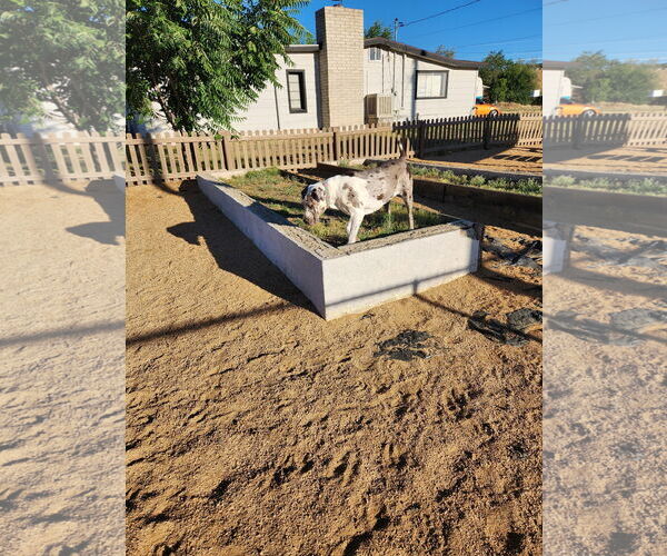 Medium Photo #4 Great Dane Puppy For Sale in Goodyear, AZ, USA