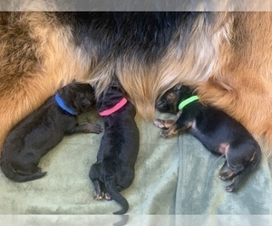 German Shepherd Dog Litter for sale in PINON HILLS, CA, USA