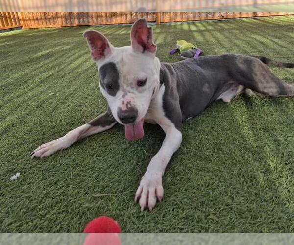 Medium Photo #2 American Pit Bull Terrier-Unknown Mix Puppy For Sale in Las Vegas, NV, USA