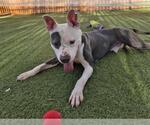Small #1 American Pit Bull Terrier Mix