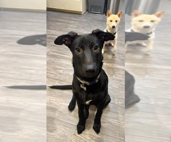 Medium Photo #4 Mutt Puppy For Sale in Dana Point, CA, USA