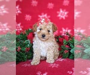 Goldendoodle (Miniature) Puppy for sale in NOTTINGHAM, PA, USA